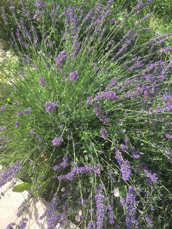 Вилла Mas En Luberon Горд Экстерьер фото